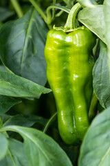 家庭菜園のピーマン