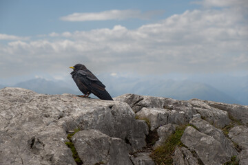 Pajaro en los Alpes Austriacos