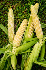 Obraz premium fresh organic corn on the grass