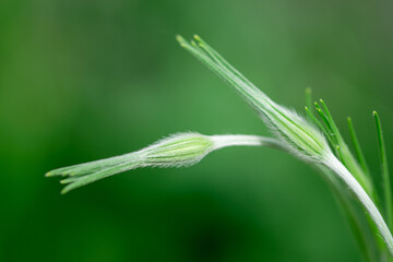 Pair of unopened corncockle in front of a blurred green meadow