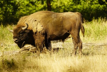 The European bison (Bison bonasus) or the European wood bison, also known as the wisent  the zubr or sometimes colloquially as the European buffalo, is a European species of bison. Bovidae family.