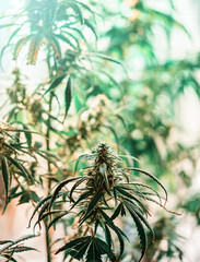 Back lit Marijuana flower plant in indoor grow room, alternative medicine and legalization