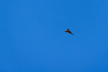 young bearded vulture (Gypaetus barbatus) against blue sky in Berner Oberland