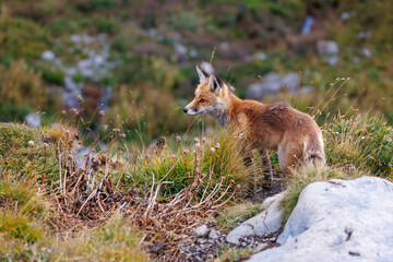 cute fox in an alpine meadow on Gemmi Pass