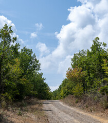 Obraz premium Dirt road in floodplain forest, Igneada district National park. Trekking path in the forest. Walking pathway. Healthy lifestyle. Running in the forest. 