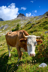 swiss simmental cow on an alpine meadow in Adelboden, Berner Oberland