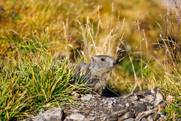 a young marmot in morning light at Gemmi Pass in Valais