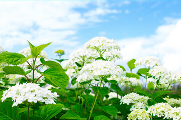 Bush of white hydrangea against the background of trees and blue sky with white clouds. Side view....
