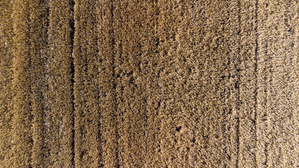 ripe wheat field seen from above