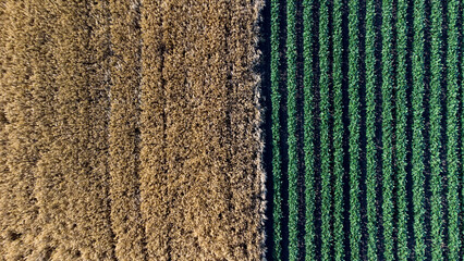 green soya bean field and ripe wheat field seen from above