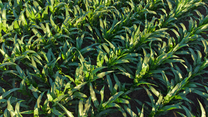 green corn fields seen from above