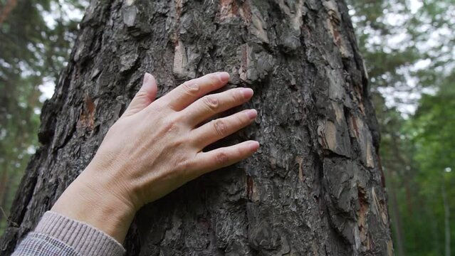 Woman hand touching and stroking pine tree bark in a green forest. Loving nature and calm relaxation, stress relief outdoors. Save ecology and Earth mother planet, life growing.
