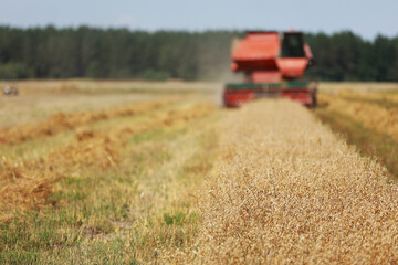 Fototapeta premium combine harvester driving through field collecting grain in summer. Harvesting of early grains and winter wheat. Agricultural machinery rides to camera collecting wheat. Cultivation of organic wheat.