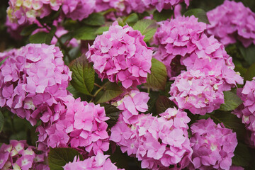 Bush with beautiful lilac and pink hydrangea in a summer park close up, floral background