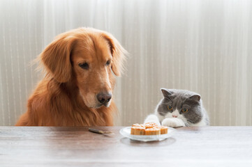 The golden retriever and the English shorthaired cat look at the food on the table