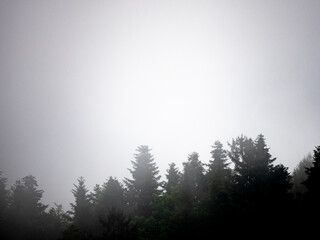 silhouette of forest against white sky - foggy dark forest