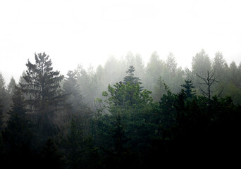 silhouette of forest against white sky - foggy dark forest