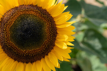 Closeup of a sunflower