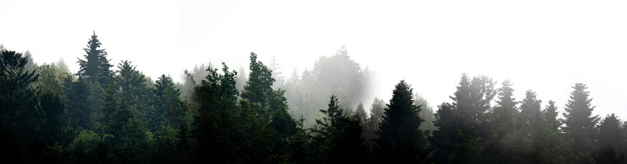 Fototapeta na wymiar silhouette of forest against white sky - foggy dark forest