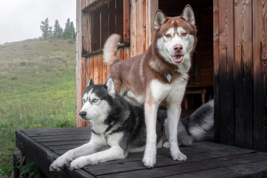 Two siberian husky dogs portrait on the wooden porch of a rural house.