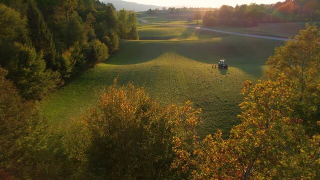 AERIAL: Tractor turning mowed hay in golden light revealing through autumn trees. Farmer using hay tedder to aerate grass and speed up drying. Preparing fodder for cows as mandatory farm task in fall.