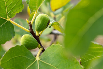 Ficus carica 'St Ervan B'. The fruit is edible. It's an evergreen and decidious tree or shrub.
