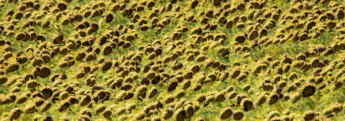 a close-up of a crop of ripe sunflowers