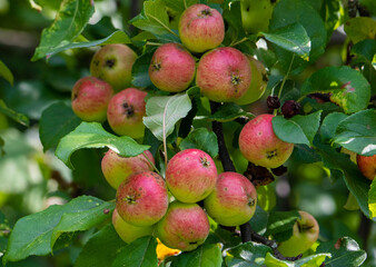 many wild apples on a branch