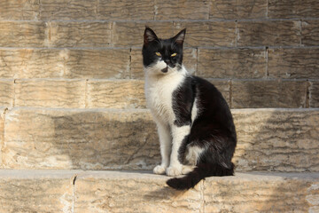 black and white cat on the stairs