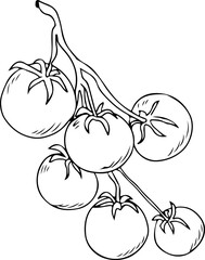 Tomatoes on the branch sketch, great design for any purposes. Isolated on white background