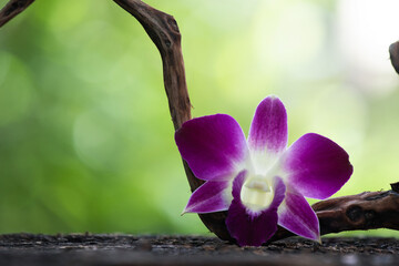 Pink orchid flower on bokeh nature background.