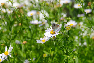Silver-studded blue (Plebejus argus) butterfly with closed wings perched on a daisy in Zurich, Switzerland
