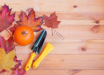 Orange pumpkin, gardening tools and maple leaves. Top view, copy space.