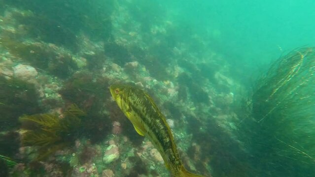 Underwater shot following kelp bass in San Diego along the ocean floor near a marine sanctuary. Very slight color grade, theres plenty of natural head room. Shot in 60 fps originally. 4k.
