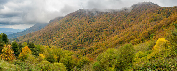 Panoramic view of autumn beech forest in Grevolosa Forest, Catalonia, Spain
