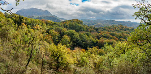 Panoramic view of autumn beech forest in Grevolosa Forest, Catalonia, Spain