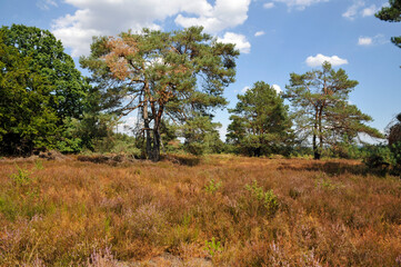 Obraz premium in der mehlinger heide