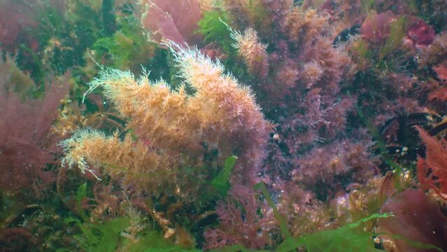Colonies of Bell Hydroid (Obelia dichotoma) among seaweed at the bottom in the Black Sea