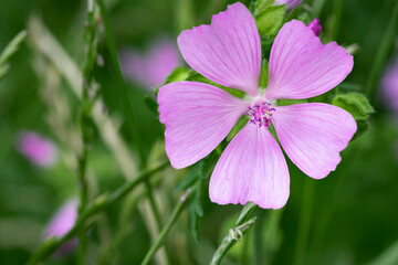 Pink Musk Mallow macro in a green, summer meadow