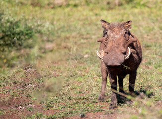 The common warthog (Phacochoerus africanus) is a species of mammal that lives in the African savannah, in the wild and in the African wildlife, this animal is very attractive for safaris.