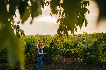 Far away view of a farmer using tablet analysing the condition of the vineyards. Smart agriculture vineyard. Data analysis. Farmer field. Copy space.