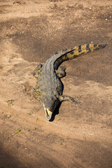 A crocodile in the African savannah basking on the shore of a lake, these big semi-aquatic reptiles live in the tropical regions of Africa, Asia, America and Australia.