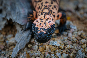 Gila Monster Lizard