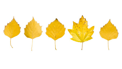 Isolated autumn leaves of maple and birch on white. One concept among others. Design element.
