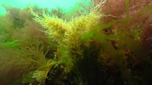 Colonies of Bell Hydroid (Obelia dichotoma) among seaweed at the bottom in the Black Sea