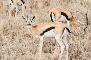 antilope steht in afrikanischer savanne und guckt in die kamera. dahinter grast rest der herde.  trockenes gelbes gras im hintergrund. - Powered by Adobe