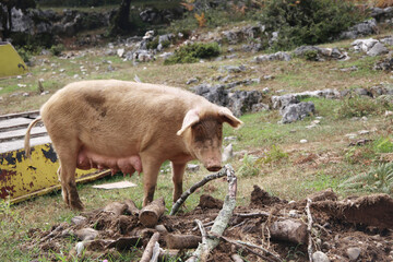 pig sow gilt standing cross
