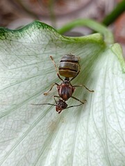 Macro photo of ants on taro leaves
