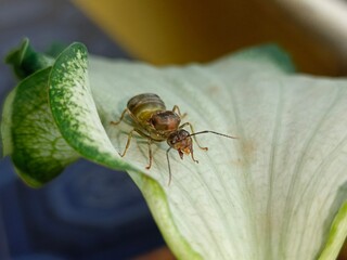 Macro photo of ants on taro leaves