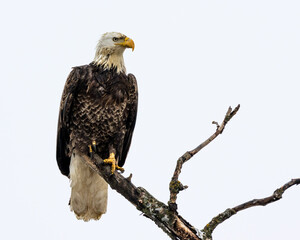 A wet bald eagle on rainy day, sitting on a gnarly old tree in the forest of Northwest Ontario, Canada.